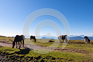 Goldeck - Herd of wild horses grazing on alpine meadow with scenic view of magical mountain of Karawanks and Julian Alps