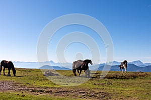 Goldeck - Herd of wild horses grazing on alpine meadow with scenic view of magical mountain of Karawanks and Julian Alps