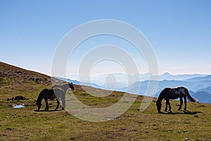 Goldeck - Herd of wild horses grazing on alpine meadow with scenic view of magical mountain of Karawanks and Julian Alps