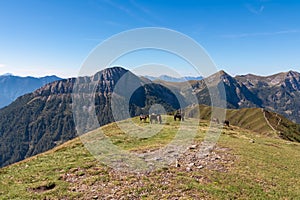 Goldeck - Herd of wild horses grazing on alpine meadow with scenic view of magical mountain of Karawanks and Julian Alps