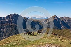 Goldeck - Herd of wild horses grazing on alpine meadow with scenic view of magical mountain of Karawanks and Julian Alps