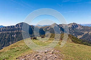 Goldeck - Herd of wild horses grazing on alpine meadow with scenic view of magical mountain of Karawanks and Julian Alps