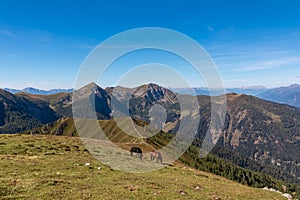 Goldeck - Herd of wild horses grazing on alpine meadow with scenic view of magical mountain of Karawanks and Julian Alps