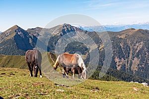 Goldeck - Herd of wild horses grazing on alpine meadow with scenic view of magical mountain of Karawanks and Julian Alps