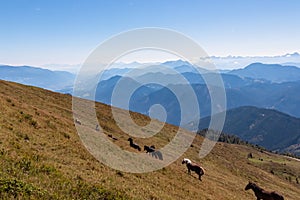 Goldeck - Herd of wild horses grazing on alpine meadow with scenic view of magical mountain of Karawanks and Julian Alps