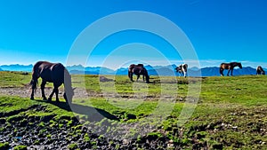 Goldeck - Herd of wild horses grazing on alpine meadow with scenic view of magical mountain of Karawanks and Julian Alps