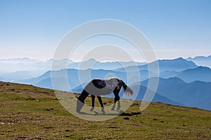 Goldeck - Single wild horse grazing on alpine meadow with scenic view of magical mountain of Karawanks and Julian Alps