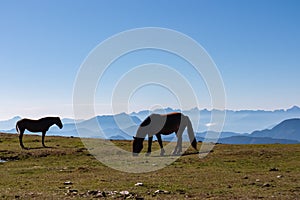 Goldeck - Two wild horses grazing on alpine meadow with scenic view of magical mountain of Karawanks and Julian Alps