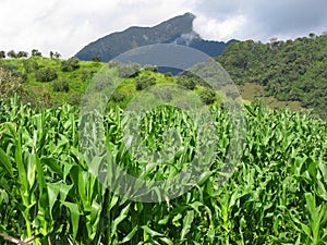 Golden Abundance: Beautiful Corn Farming