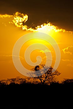 Golden African sunset