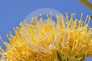 Golden agave flower against a blue sky
