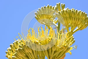 Golden agave flowers against a blue sky