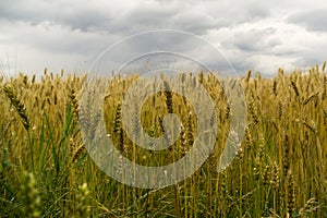 Zlatá pole as plodinami během zatažené oblohy. Slovensko