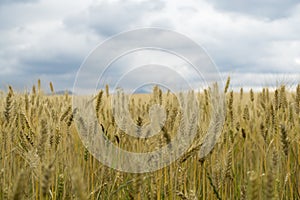 Zlaté polia a plodiny počas zamračenej oblohy. Slovensko