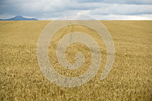 Golden Fields and with crops during cloudy sky. Slovakia