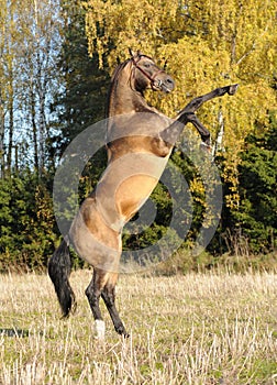 Golden akhal-teke stallion rears