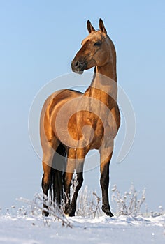 Golden akhalteke stallion photo