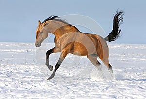 Golden akhalteke stallion running