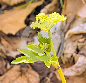 Golden Alexander Plant wildflower in Spring