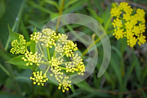 Golden Alexander - Yellow Wildflowers