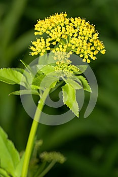 Golden Alexander - Zizia aurea