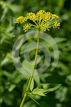 Golden Alexander - Zizia aurea photo