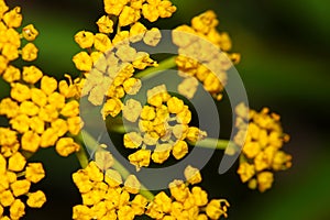 Golden Alexanders Zizia aurea