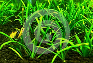 Golden algea eater in planted aquarium