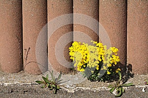 Golden alison growing on a garden wall