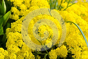 Golden alyssum