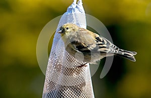 A golden American finch feeds from a bird bag of seed