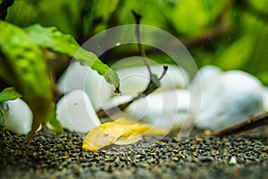 Golden Ancistrus pleco catfish Male albino Bristle-nose tropical freshwater aquarium fish