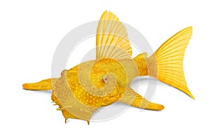 Golden Ancistrus pleco catfish Male albino bristlenose tropical freshwater aquarium fish