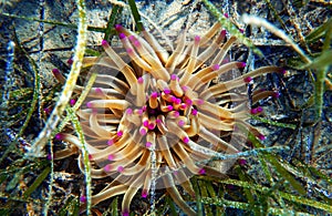 Golden anemone -Condylactis aurantiaca, sea anemone in to the Mediterranean sea