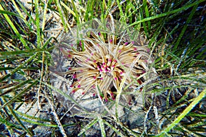 Golden anemone -Condylactis aurantiaca, sea anemone in to the Mediterranean sea