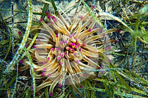 Golden anemone -Condylactis aurantiaca, sea anemone in to the Mediterranean sea