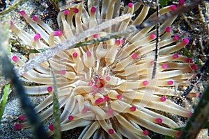 Golden anemone -Condylactis aurantiaca, sea anemone in to the Mediterranean sea