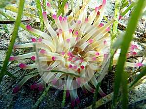 Golden anemone -Condylactis aurantiaca, sea anemone in to the Mediterranean sea