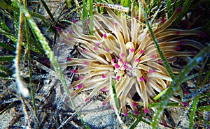 Golden anemone -Condylactis aurantiaca, sea anemone in to the Mediterranean sea