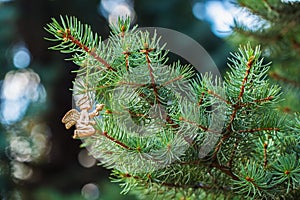 Golden angel with a bird on green spruce. Place for text. Element Christmas design.