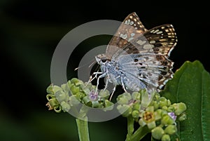 Golden Angle Butterfly