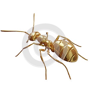 A golden ant isolated on a white background