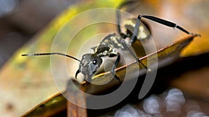 Golden Ant, Marino Ballena National Park, Costa Rica