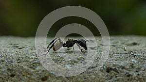Golden Ants Fighting