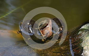 golden apple snail are breeding in the swamps .