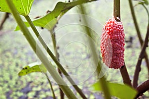 Golden apple snail eggs