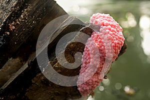 Golden apple snail eggs