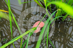 Golden apple snail eggs