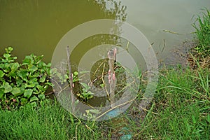 Golden apple snail eggs mass