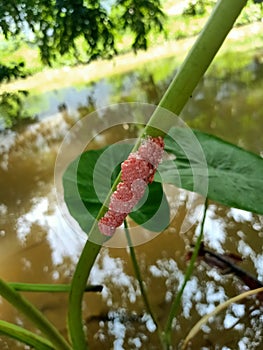 Golden Apple Snail Eggs on a Plant